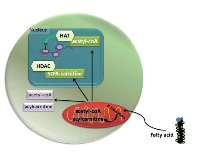 Figure 1: Model of