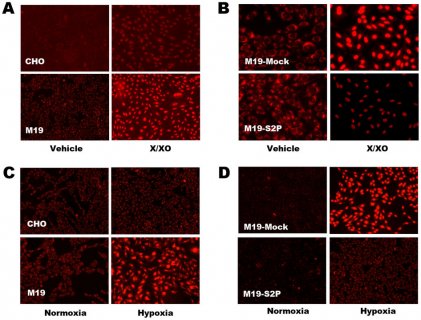 (B) Superoxide detection in