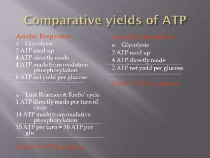 Phosphorylation 6 Atp Net
