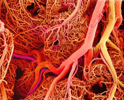 The Stunning Blood Vessels Of Our Planet How River Deltas Change Blood Vessels Sem