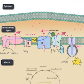 Electron Transport Chain