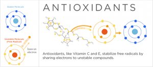 how antioxidants work