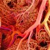 Nitric Oxide, blood vessel