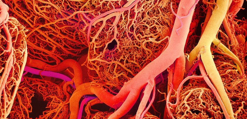 Nitric Oxide, blood vessel