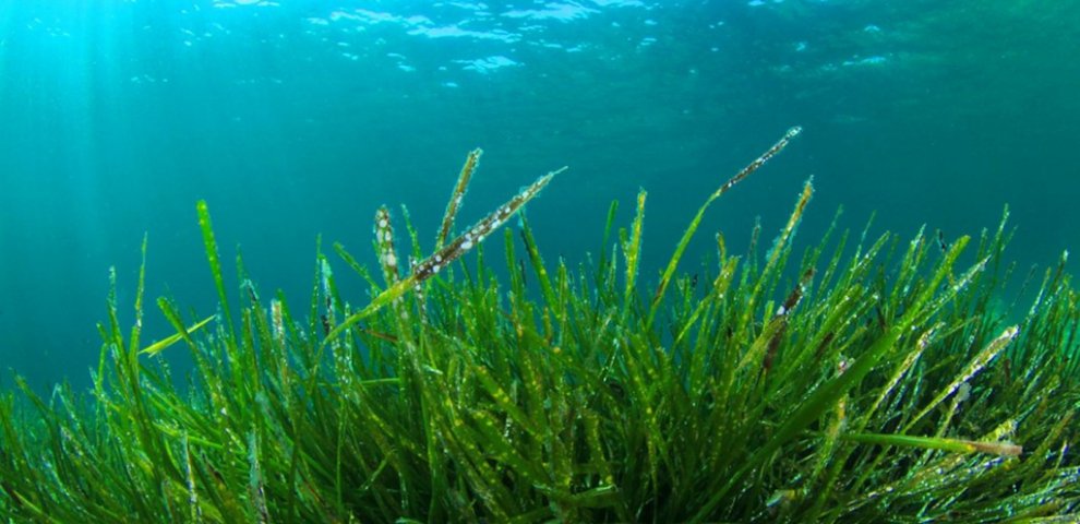 What foods contain nitric oxide?