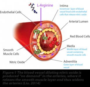 The blood vessel dilating nitric oxide is