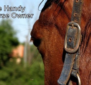 Magnesium oxide for horses
