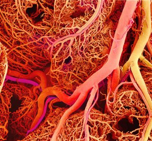 Nitric Oxide, blood vessel