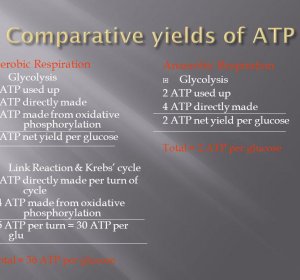 Oxidative Phosphorylation animation