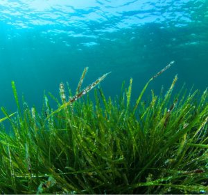 What foods contain nitric oxide?