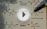 Beta Oxidation of Fatty acids