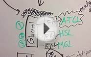 Beta-Oxidation of Fatty Acids