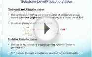 Substrate level vs. Oxidative Phosphorylation